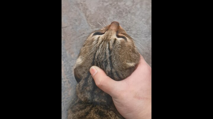 Kucing calico yang sangat manja, jenis seperti ini jarang sekali ditemui, yang lebih menarik lagi, d