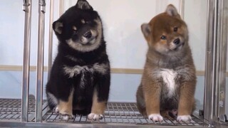 两只呆呆傻傻的小柴