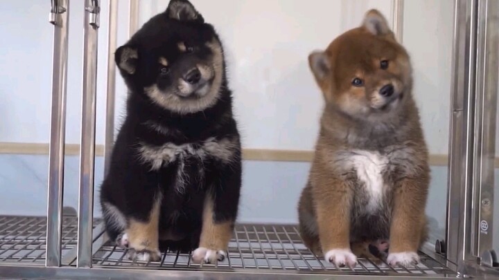 两只呆呆傻傻的小柴