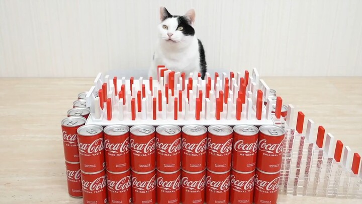 mèo chơi đùa với domino cola mentos