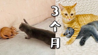 别惹橘猫，橘猫报仇，只需3个月