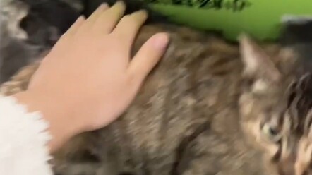 Living on the top floor, I've been feeding a mom cat for a week, and today she brought her kittens t