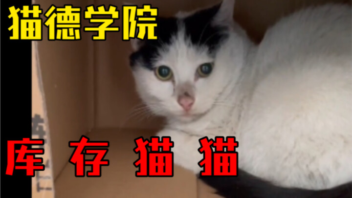 Cat De Academy’s 2022 Stock Cats Are Here—Hurry Up and Adopt, Shareholders!