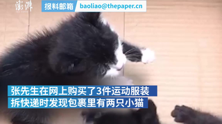 买衣服“赠猫”？男子拆快递发现两只小黑猫