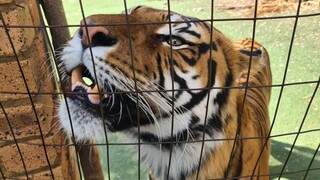 Saturday Tigers$ Cream Michael jamison is live!
