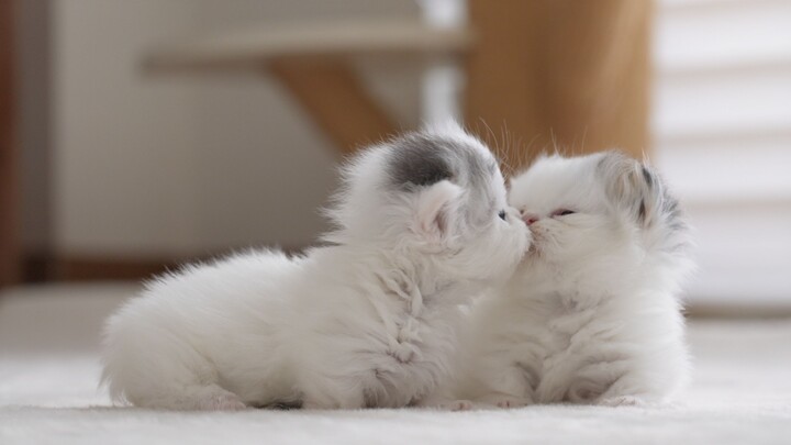 It turns out that kittens can kiss too!