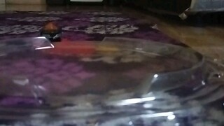 main Beyblade bareng teman