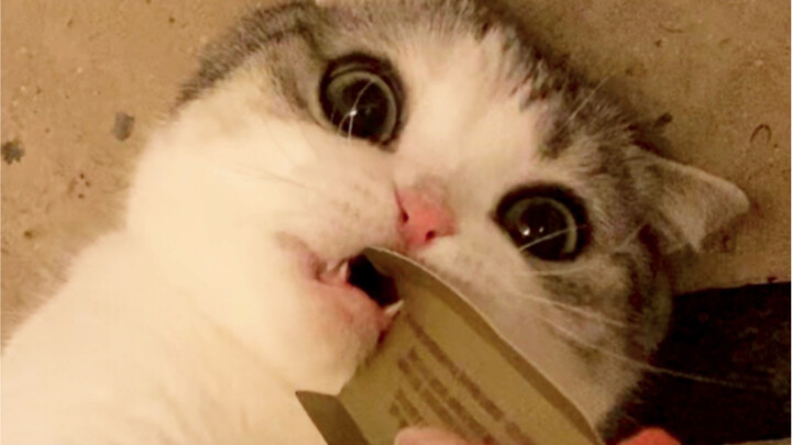 Keseharian tuan kocak dan kucing bodoh!