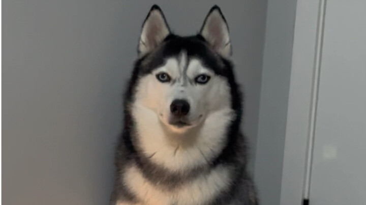 Saya akan memperkenalkan anjing pengawal saya kepada kalian.