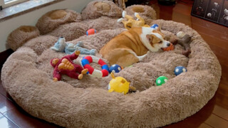 To be honest, I also want to sleep in this doghouse