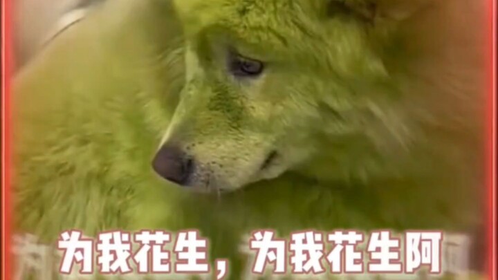 Doggy: Go ahead and dye it! Who can beat you at dyeing? #DogHairDyeing