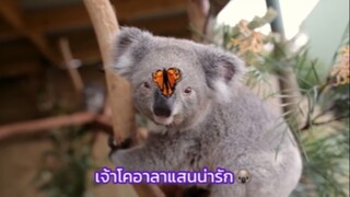 หนึ่งวันกับโคอาลา🐨