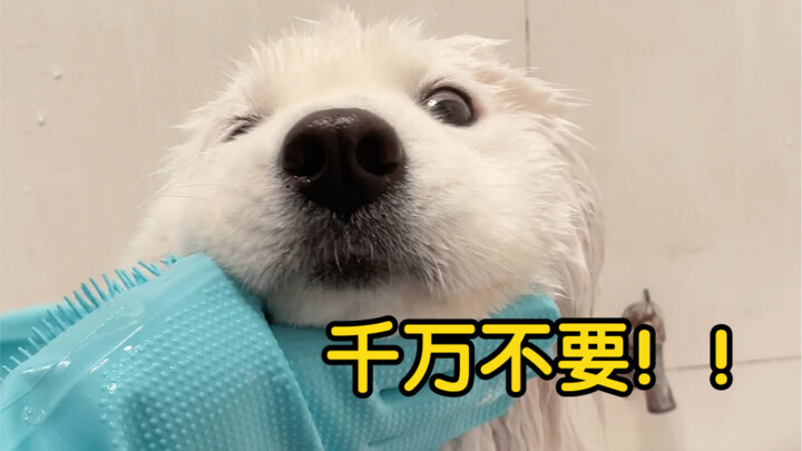 Đừng bao giờ tự tắm cho chó ở nhà, nếu không thì……