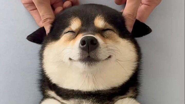 ลูกสุนัขเพลิดเพลินกับการแคะหู