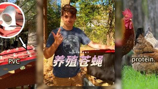 在一些有机农场，人们会养苍蝇来做饲料