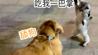 ماذا سيحدث عندما يلتقي مروض الكلاب بمروض القطط؟ أي شرارة ستنتج بين الكلب اللعوب والقطة المتأنقة؟