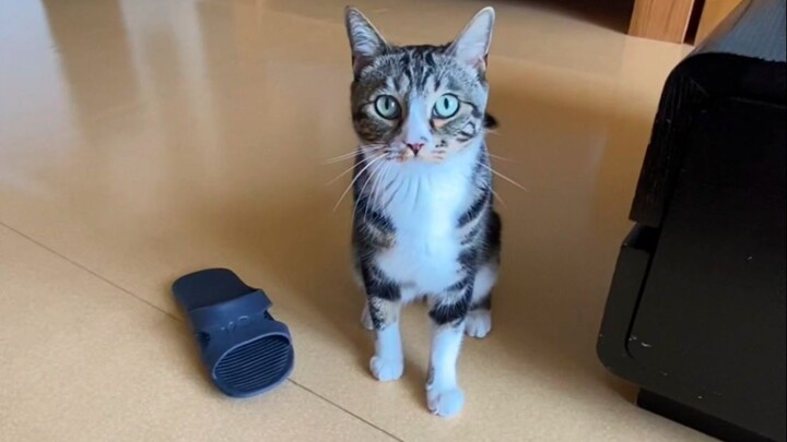 Are today’s kittens really this ruthless? [Pee-Pee Is a Cat]