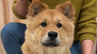 给大家开一朵小狗花儿～