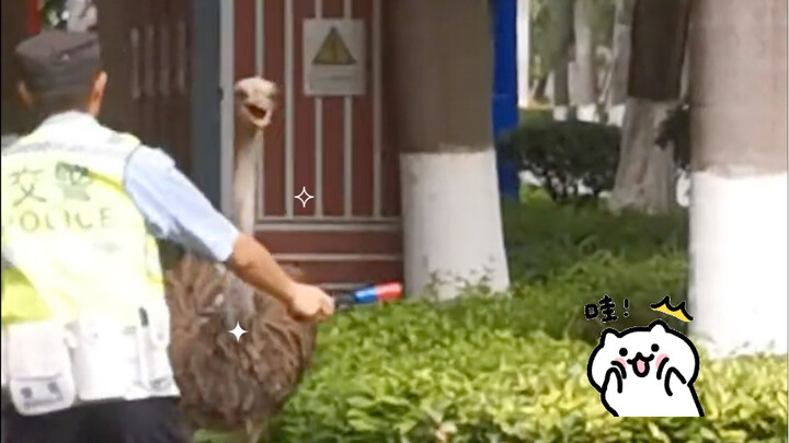 หนีออกจากสวนสัตว์แล้ว