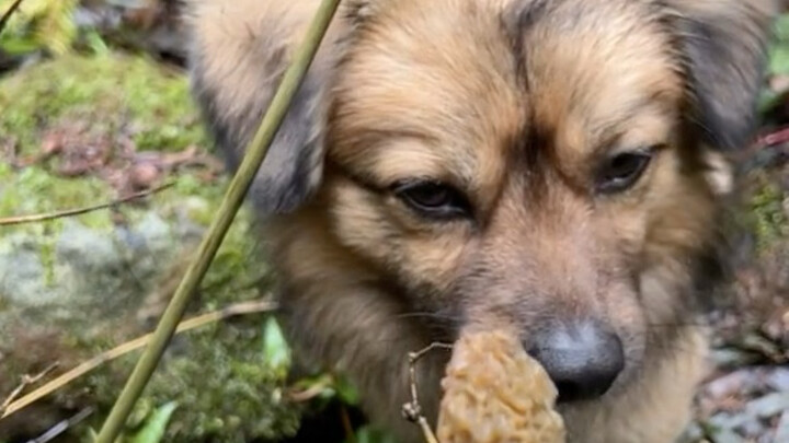 【จุนเฉวียนหันเปา】อัปเดตแล้ว รีบมาดูกันเลย!