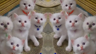 Most adorable kittens playing funny things