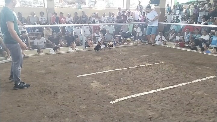 Black Tiger - Grey Majayjay Colisem