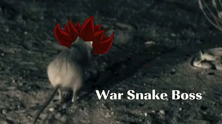 [Động vật] Cuộc chiến giữa chuột và rắn