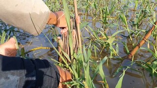 Chú 3 Đặt Xà Di Với Năm Kinh Nghiệm Cá Vào Thấy Ham Và Món Cá Rô Kho Bầu Miền Quê