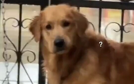 When you forget to bring your dog in on a rainy day