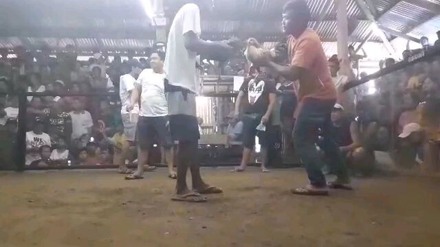 sabong PaulGF kapatagan cockpit arena malaki kalaban