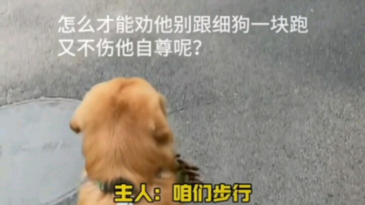 Meski anjing kecil, tapi tetap saja anjing pemburu [menangis sambil tertawa]
