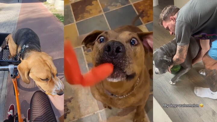 Don't be scared—your dog is just hungry.