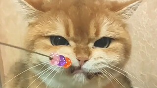 The most stubborn orange cat in history!