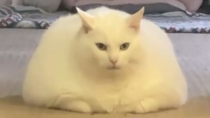 القط: هل يمكنك أن تكون ناضجًا ومستقرًا مثلي؟