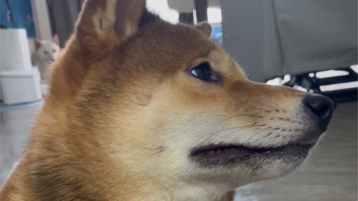 ลูกชายตัวโตของแม่ (ทดสอบ)