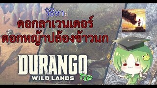 Durango: Wild Lands : วิธีหาดอกหญ้าปล้องข้าวนก กับ ดอกลาเวนเดอร์