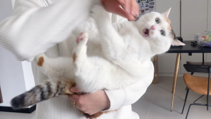 Berapa lama seekor kucing boleh digendong?