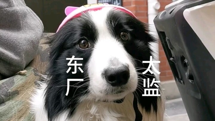 A Little Dog's Confession