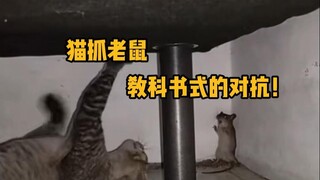 Kucing menangkap tikus: Pertarungan seperti di buku pelajaran! #SainsPopuler #KucingdanTikus #HewanA