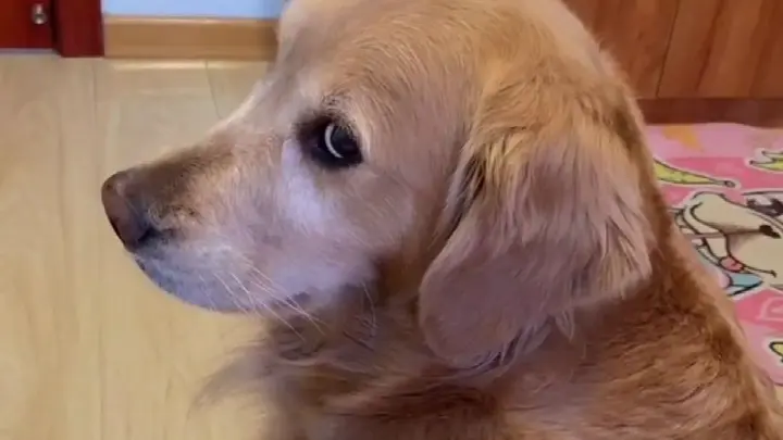 The Golden Retriever Proves That It Can Understand Human Words