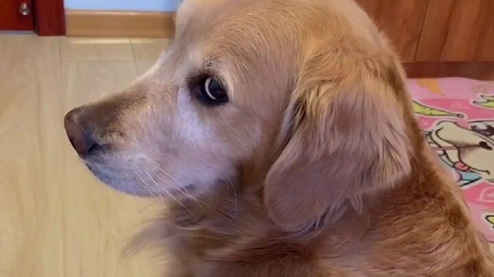 The Golden Retriever Proves That It Can Understand Human Words