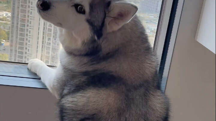 Không ngờ tôi lại vì một chú cún mà mua nhà