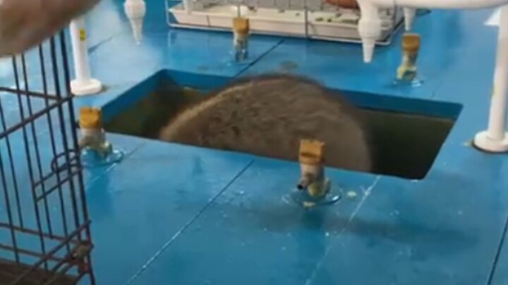 Racoon in sink 😭🤣