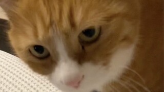 Seeing the baby sleeping, the chatty cat Xiao Mi instantly quieted down! But a few seconds later, hi