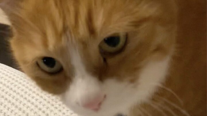 Seeing the baby sleeping, the chatty cat Xiao Mi instantly quieted down! But a few seconds later, hi