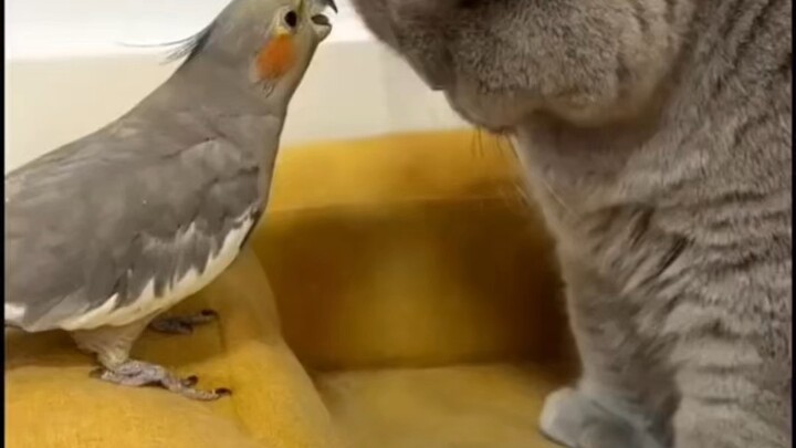 Friendly cat and naughty bird