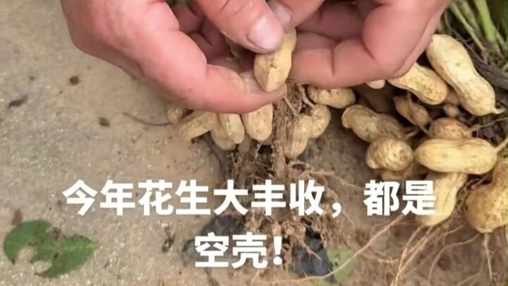 Behind those empty peanut shells lies the hard work of farmers who painstakingly cultivate them.