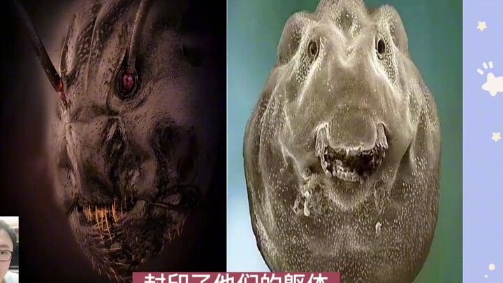 علماء يابانيون يستخدمون المجهر لتصوير الوجوه الأمامية للنمل وصغار الضفادع.