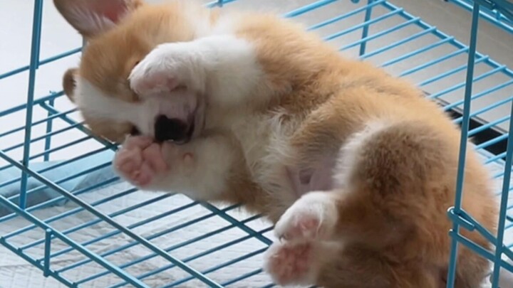 Why do puppies have so many dreams!