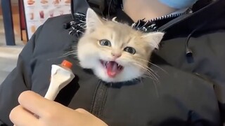 น่ารักน่าเอ็นดู มีแค่หัวเท่านั้น